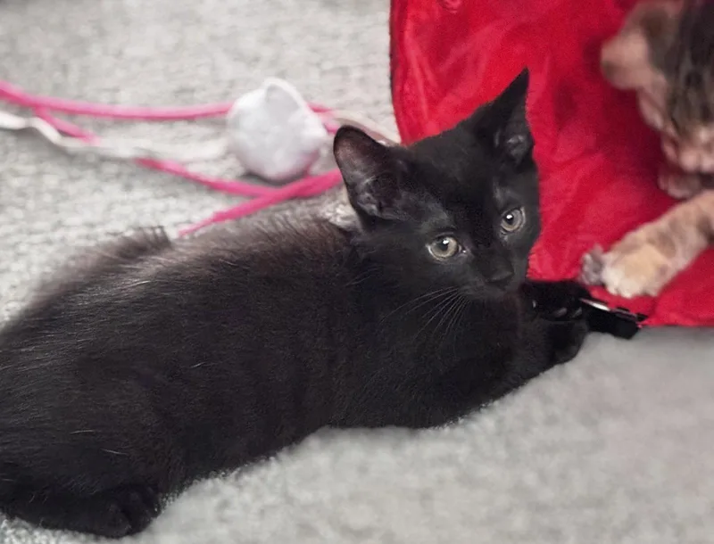 A baby medium-sized male Black Domestic Short Hair cat named Irene for adoption in Reston, VA
