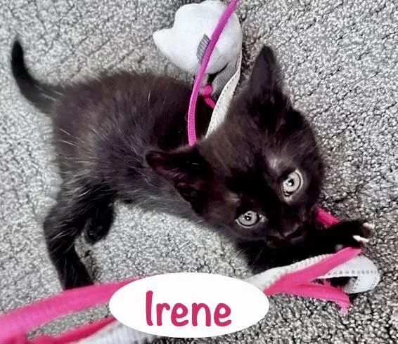 Irene thumbnail 2
