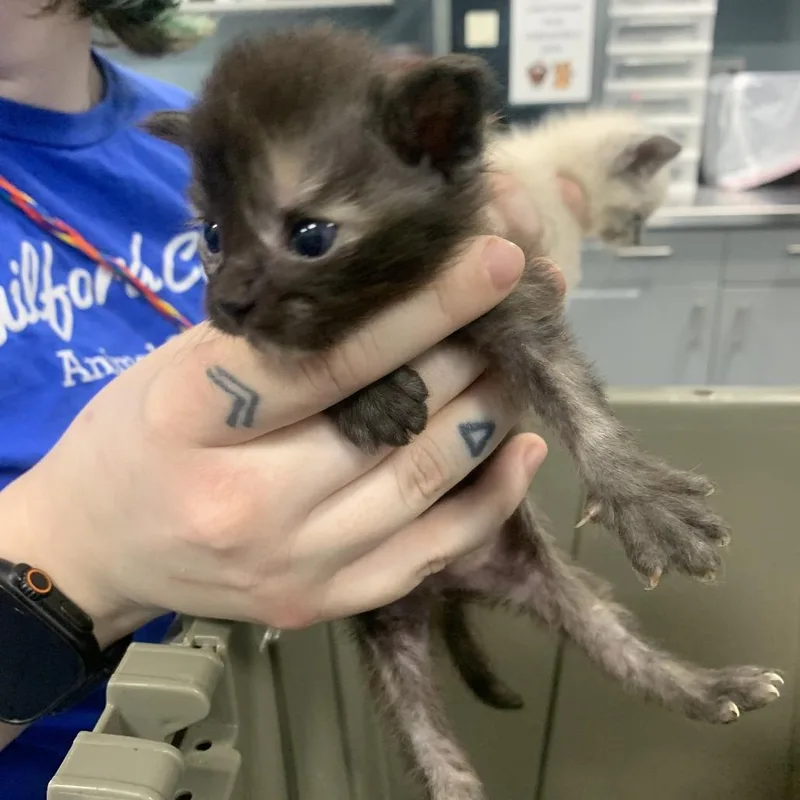 A baby small-sized female Tortoiseshell Domestic Short Hair cat named Connections for adoption in Greensboro, NC