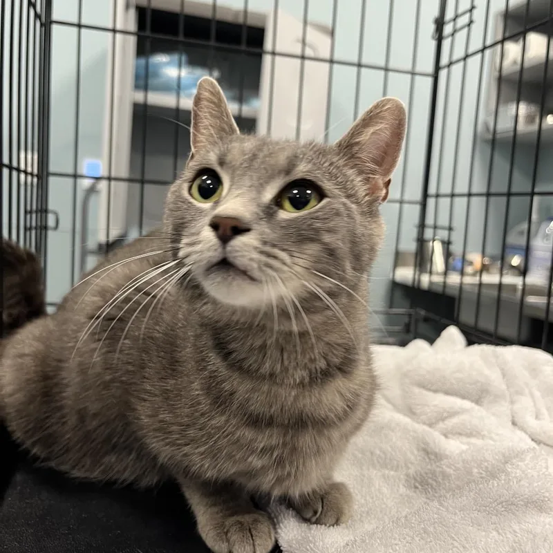 An adult medium-sized female Gray / Blue / Silver American Shorthair cat named Bali for adoption in Greensboro, NC