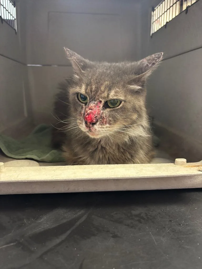 A young large-sized male Domestic Long Hair cat named Zavier for adoption in New Braunfels, TX