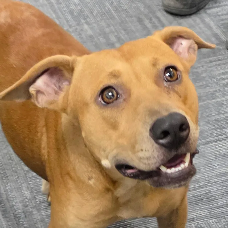 An adult small-sized female Brown / Chocolate Labrador Retriever dog named Pumpkin for adoption in Bronson, FL