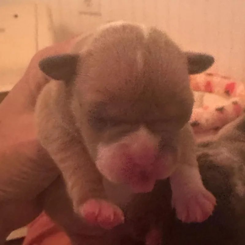 A baby medium-sized female Brown / Chocolate Pit Bull Terrier dog named Miss Piggy Dory for adoption in Fairfax Station, VA