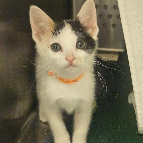 A baby small-sized female Domestic Short Hair cat named Angelina for adoption in Oakland, CA