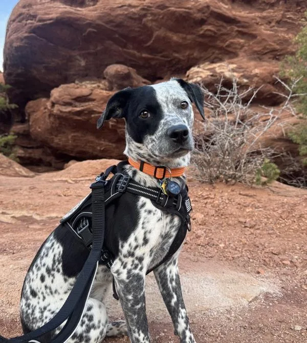 A young medium-sized male Australian Cattle Dog / Blue Heeler dog named River for adoption in Littleton, CO