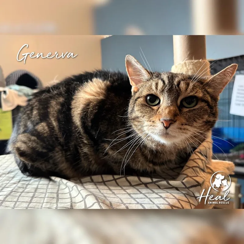 A senior small-sized female Brown / Chocolate Domestic Short Hair cat named Generva for adoption in Youngwood, PA