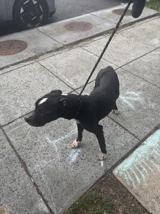 A senior medium-sized male Mixed Breed dog named T`challah for adoption in West Chester, PA