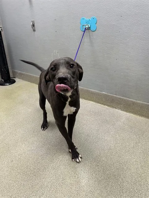 A young medium-sized male Pit Bull Terrier dog named Loki for adoption in Las Vegas, NV