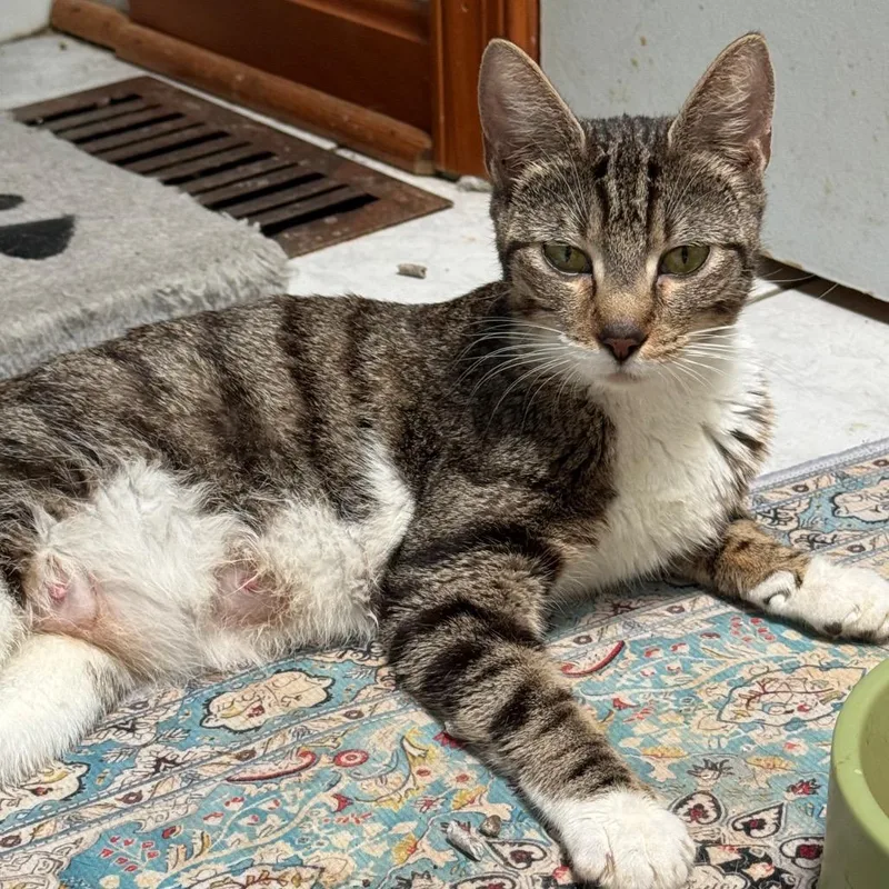 A young medium-sized female White Domestic Short Hair cat named Mama Mae for adoption in Silver Spring, MD