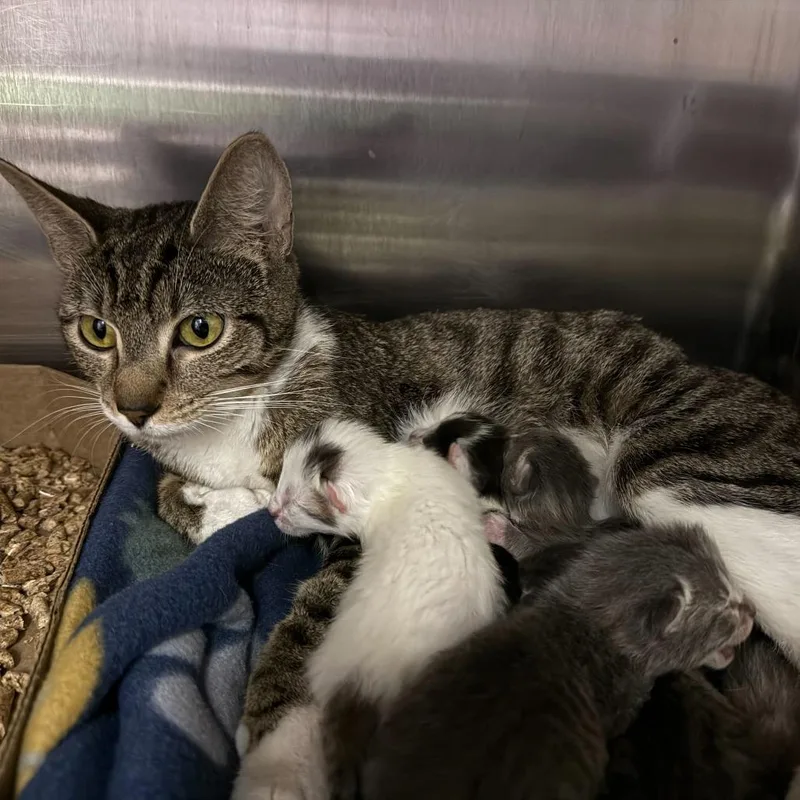 Mama Mae thumbnail 2