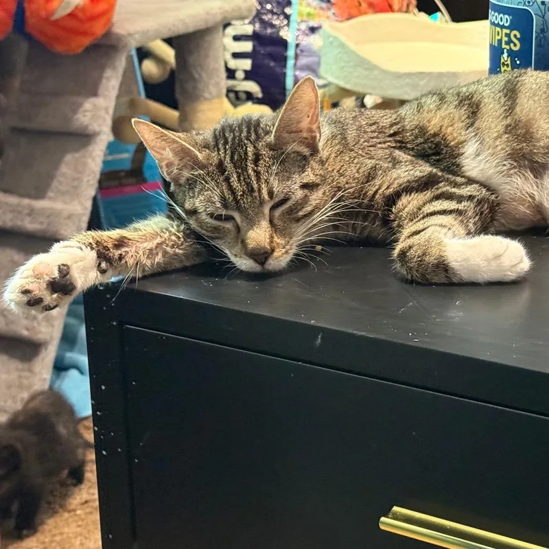 Mama Mae thumbnail 3