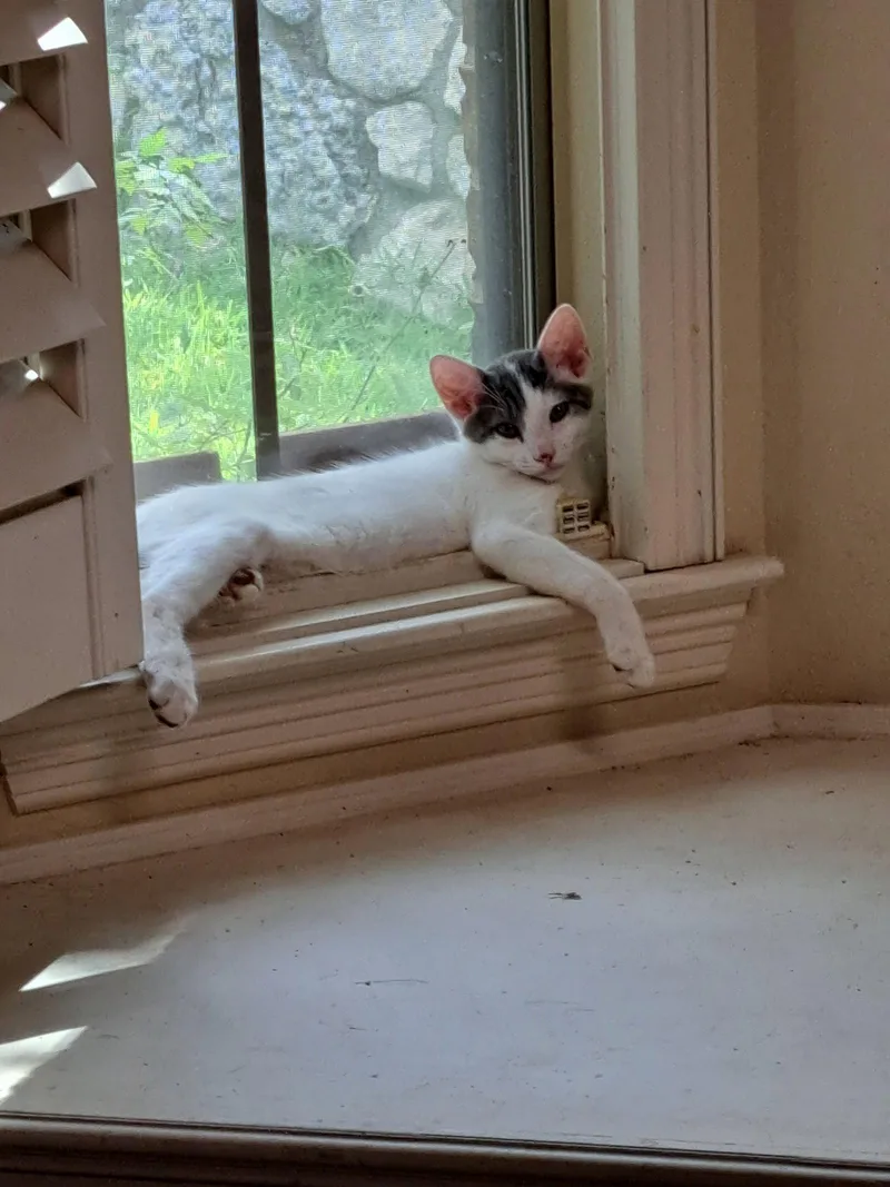 A young medium-sized male Domestic Short Hair cat named Jade for adoption in McKinney, TX