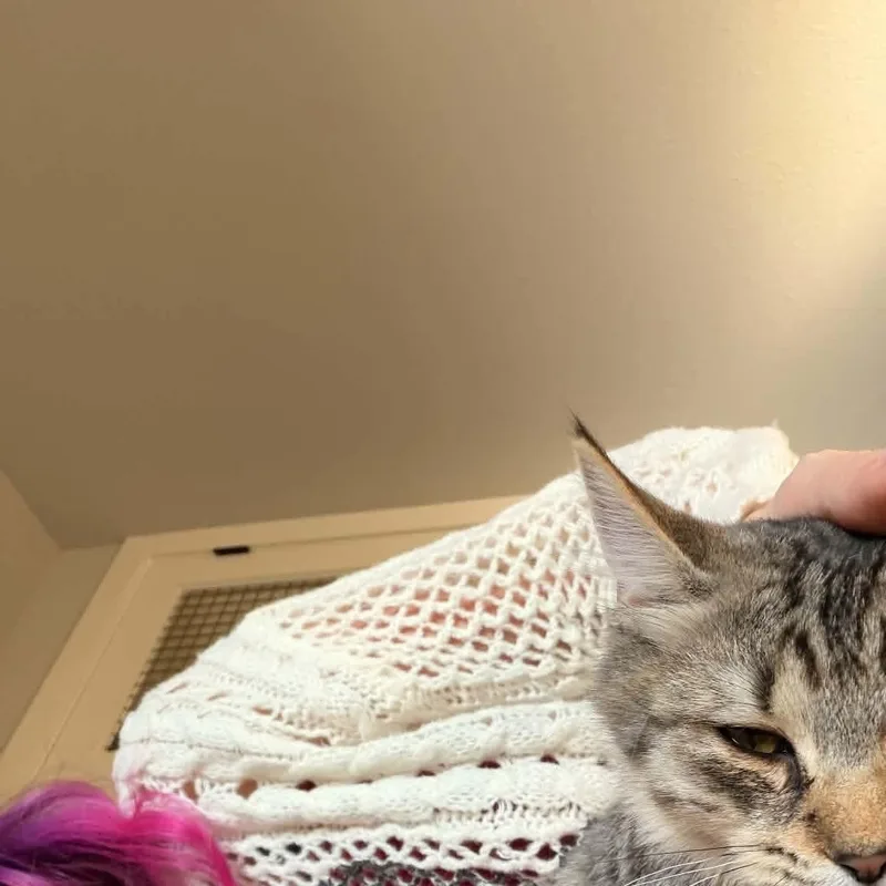 A baby small-sized female Tabby (Buff / Tan / Fawn) Domestic Long Hair cat named Frito for adoption in Gladstone, OR