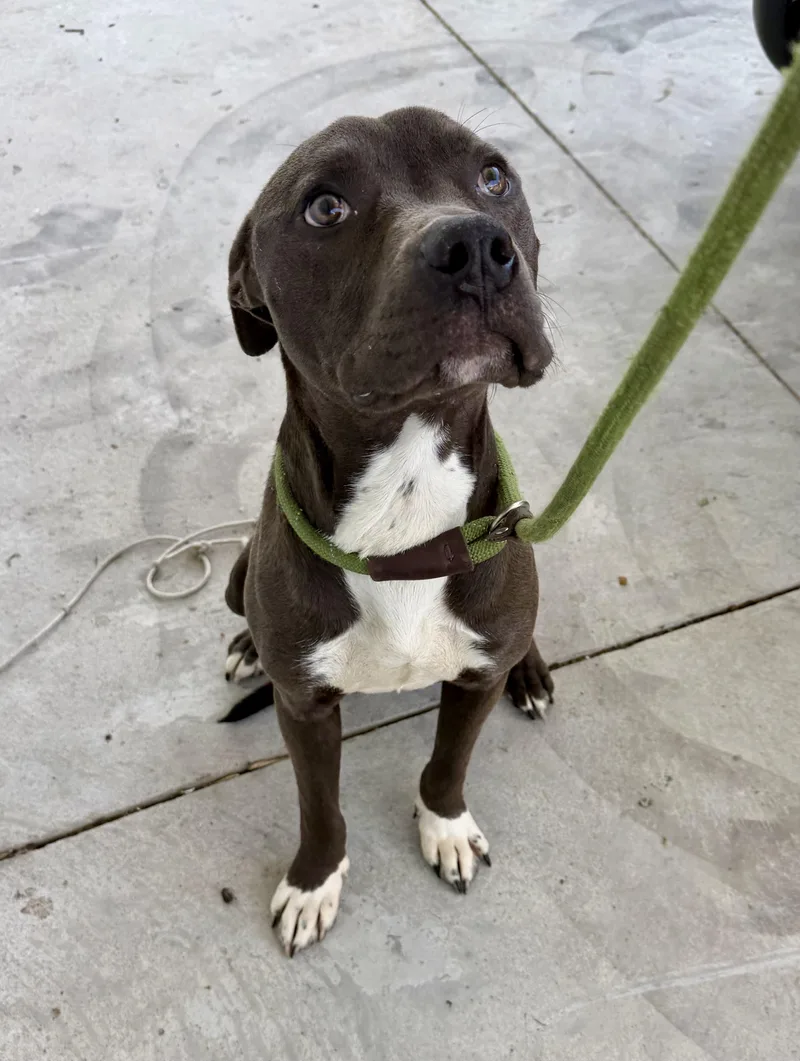 A young medium-sized male Bicolor Terrier dog named Matthew for adoption in Lancaster, SC