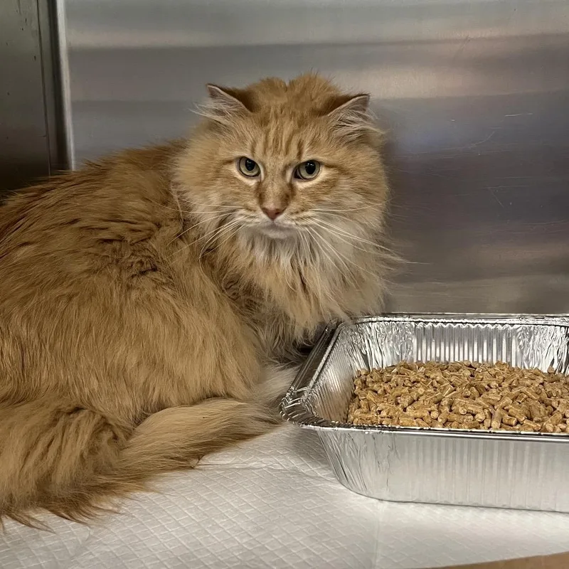 An adult large-sized female Orange / Red Domestic Long Hair cat named Brindle for adoption in Greensboro, NC