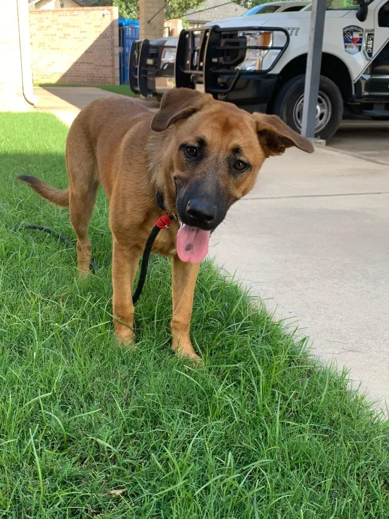 A baby medium-sized female German Shepherd Dog dog named Lila for adoption in Highland Village, TX