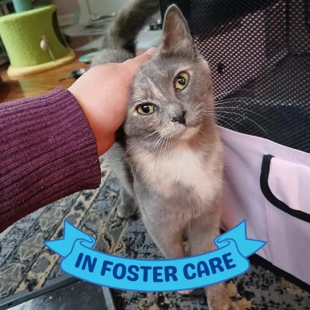 A young medium-sized female Domestic Short Hair cat named Catherine De Meowdici for adoption in Tallahassee, FL