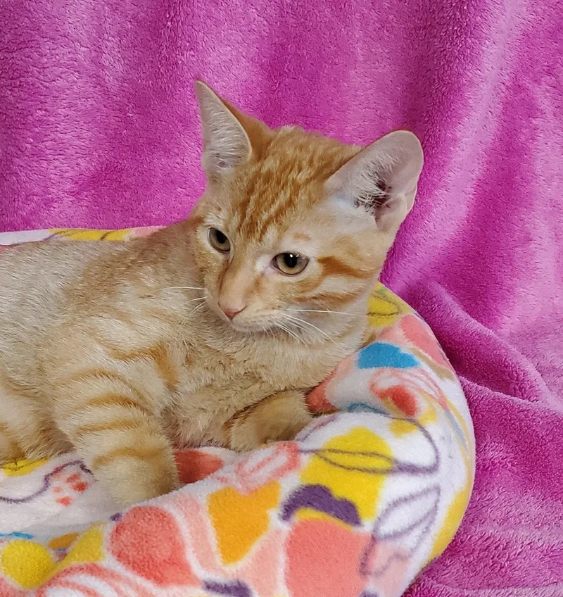 A young medium-sized female Orange / Red Domestic Short Hair cat named Veronica for adoption in Greenville, IL
