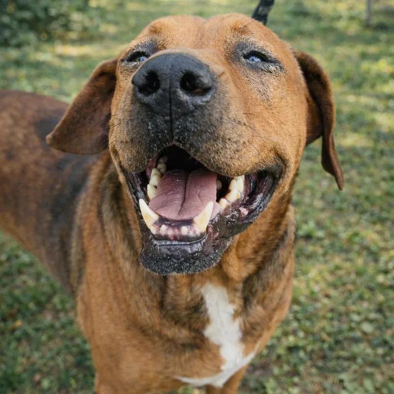 A senior large-sized male Brown / Chocolate Hound dog named Dozer for adoption in Alexandria, VA