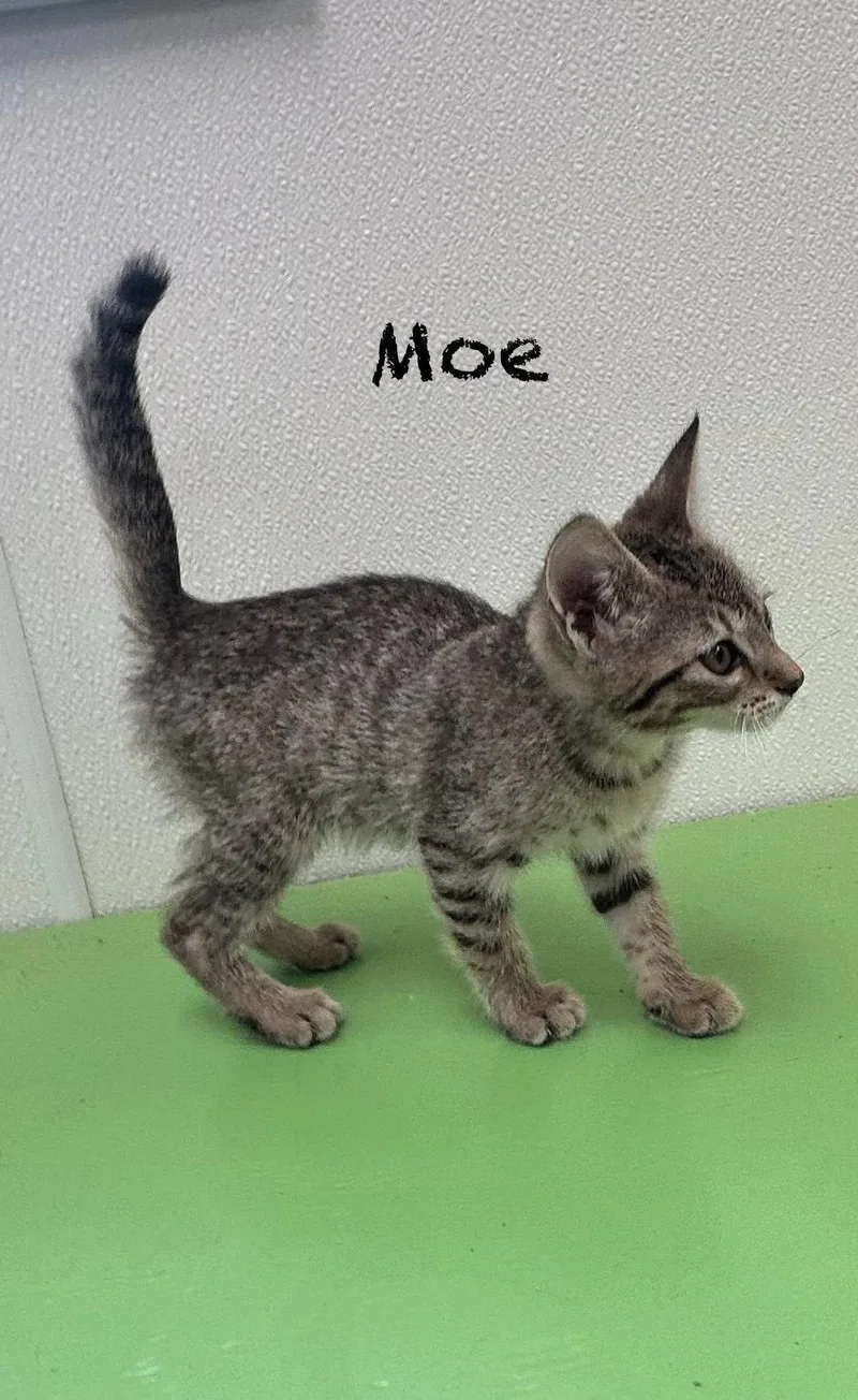 Moe