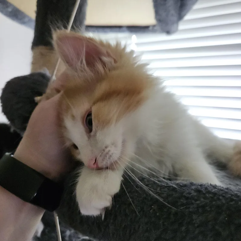 Kevin Bonded To Rhea
