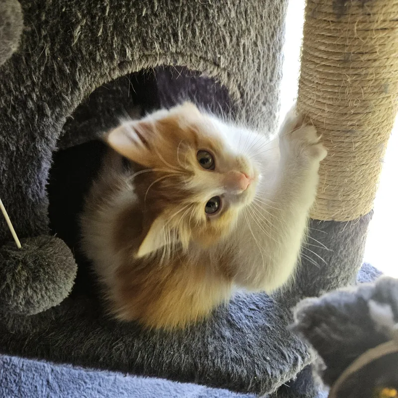 Kevin Bonded To Rhea thumbnail 3