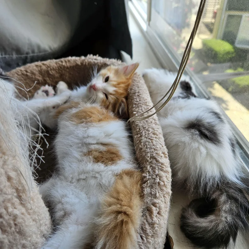 Kevin Bonded To Rhea thumbnail 4