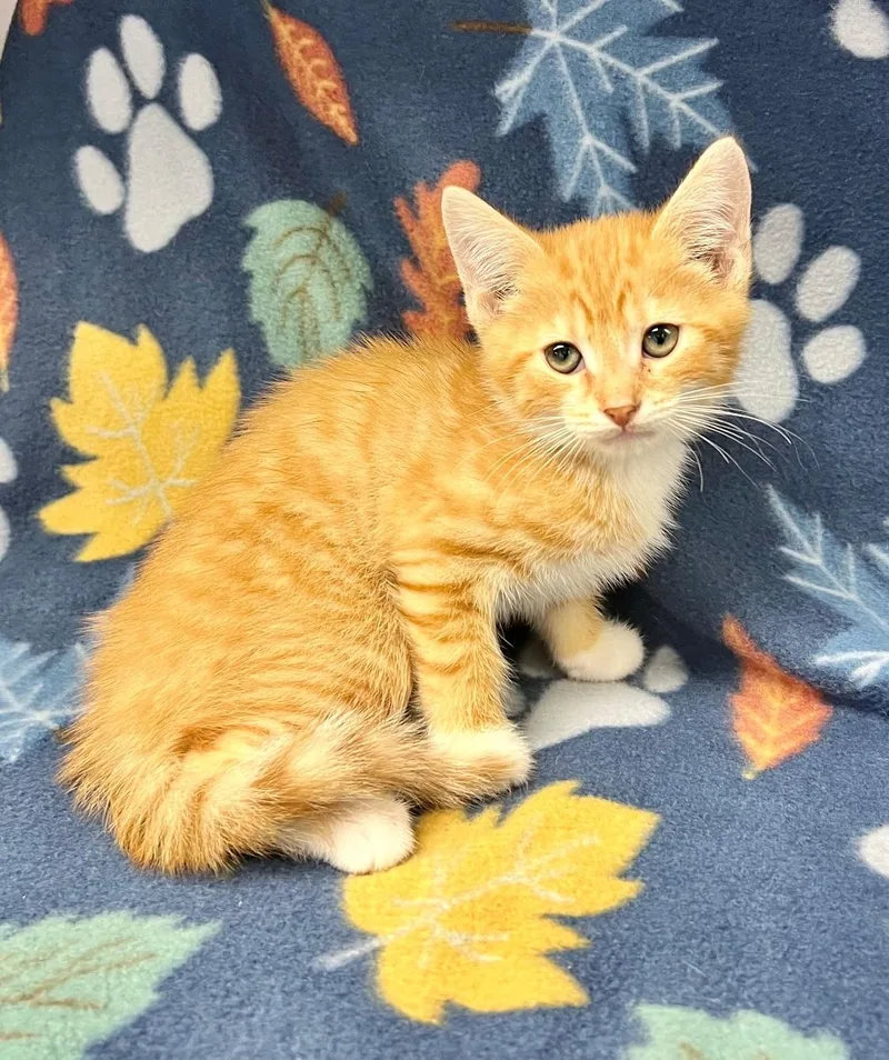 A baby medium-sized male Tabby (Orange / Red) Domestic Short Hair cat named Huey for adoption in Edinburg, VA