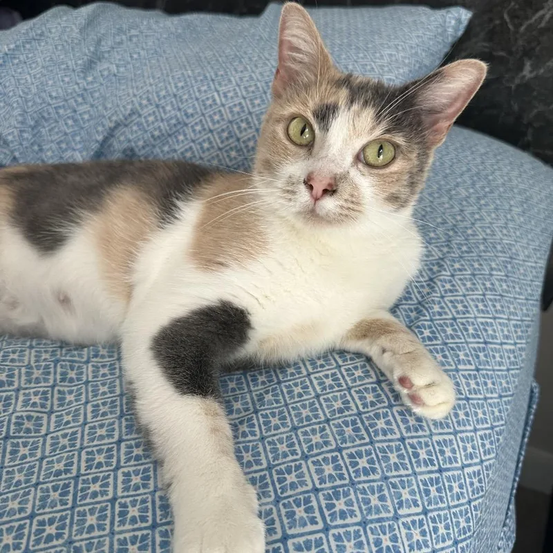 An adult small-sized female Calico Domestic Short Hair cat named Chiron for adoption in Fredericksburg, VA