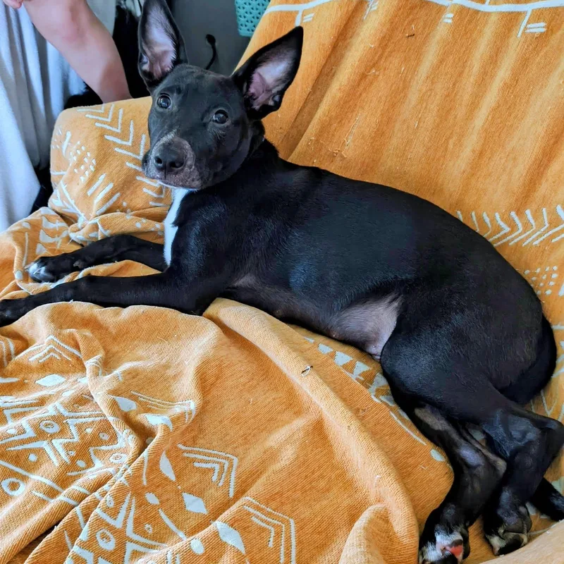 A young medium-sized male Mixed Breed dog named Santa Fe for adoption in Racine, WI