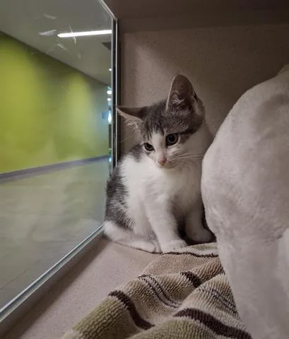 A baby small-sized male Domestic Short Hair cat named Mars for adoption in San Martin, CA