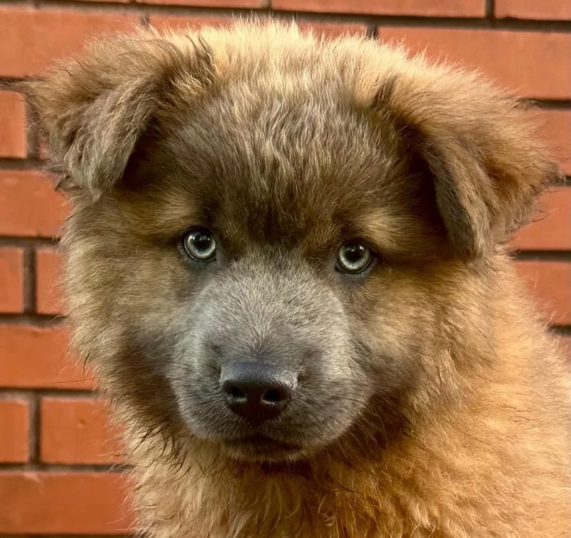 Theo