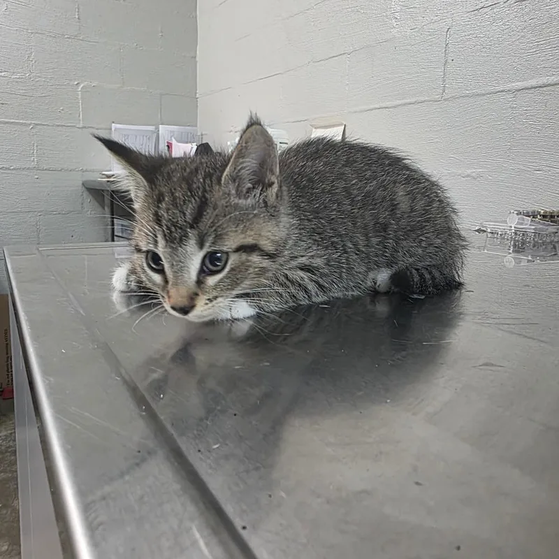 A baby small-sized male Brown / Chocolate Domestic Short Hair cat named Chocolate for adoption in Clanton, AL