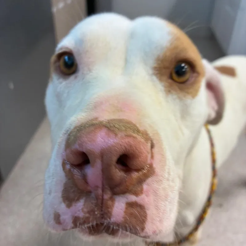 An adult large-sized female White / Cream Mixed Breed dog named Shannon for adoption in Horn Lake, MS
