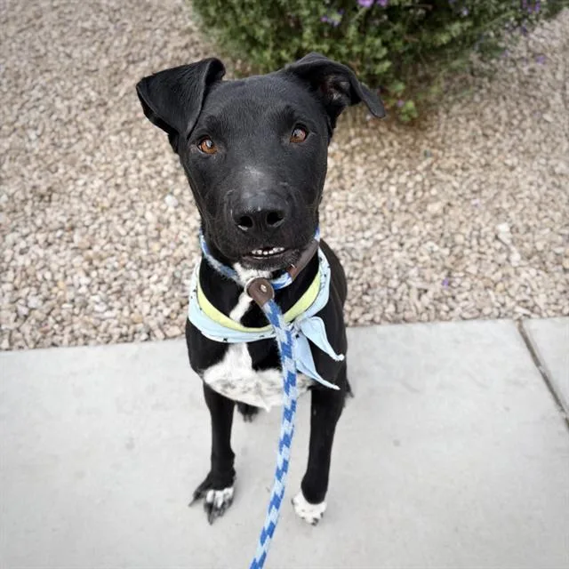 A young large-sized male Pit Bull Terrier dog named Bashful for adoption in Tucson, AZ