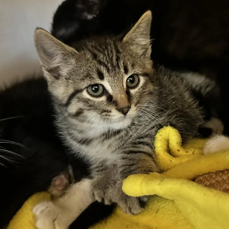 A baby small-sized male Brown / Chocolate Domestic Short Hair cat named Starboard for adoption in Washington Township, OH