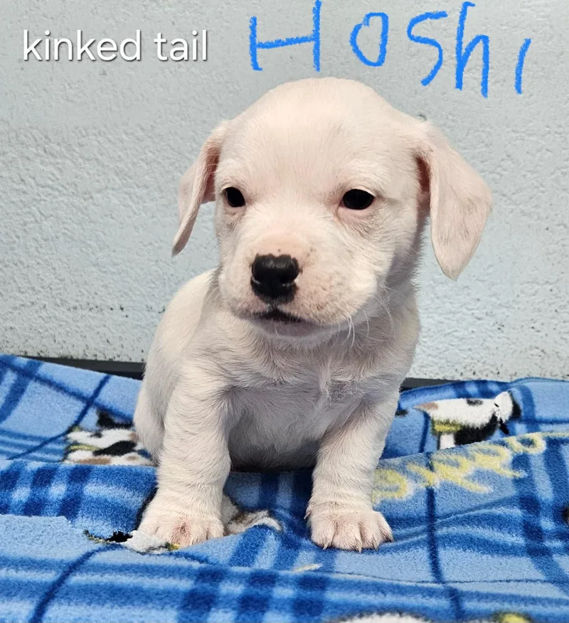 A baby small-sized male Spaniel dog named Hoshi for adoption in Inglewood, CA