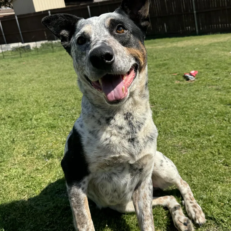 A senior medium-sized male Australian Cattle Dog / Blue Heeler dog named Jack Jack for adoption in Krum, TX