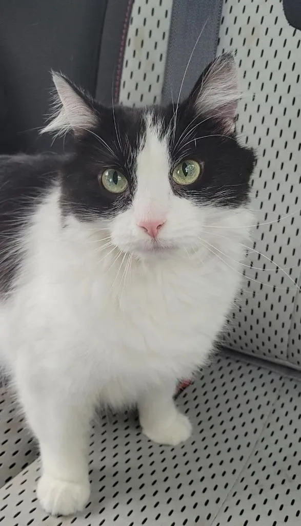 A young medium-sized female Domestic Medium Hair cat named Gwen for adoption in Sandusky, OH