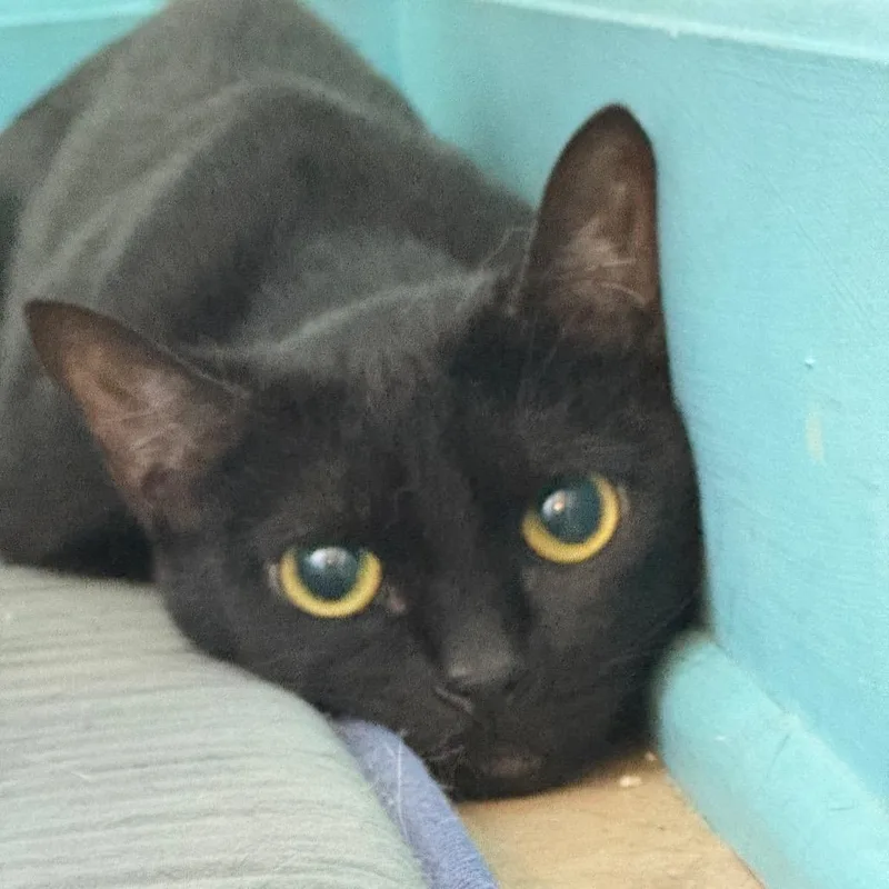 A young medium-sized female Black Domestic Short Hair cat named Silvermist for adoption in Decatur, GA