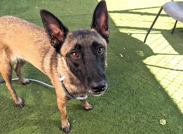 A young large-sized female Belgian Shepherd / Malinois dog named Marie Claire for adoption in Phoenix, AZ