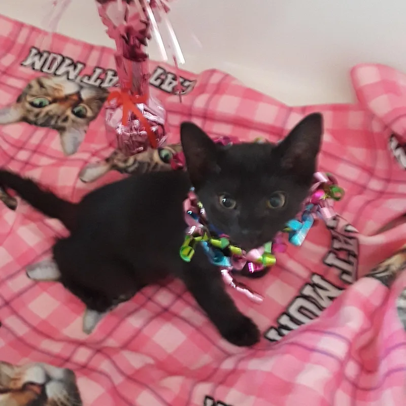 A baby small-sized female Black Domestic Long Hair cat named Miss Americana F Lb for adoption in Phoenix, AZ