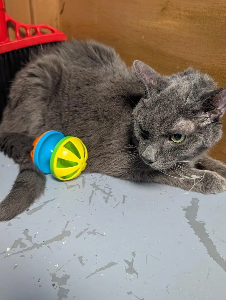 An adult medium-sized male Domestic Short Hair cat named Bumper for adoption in Shelbyville, TN