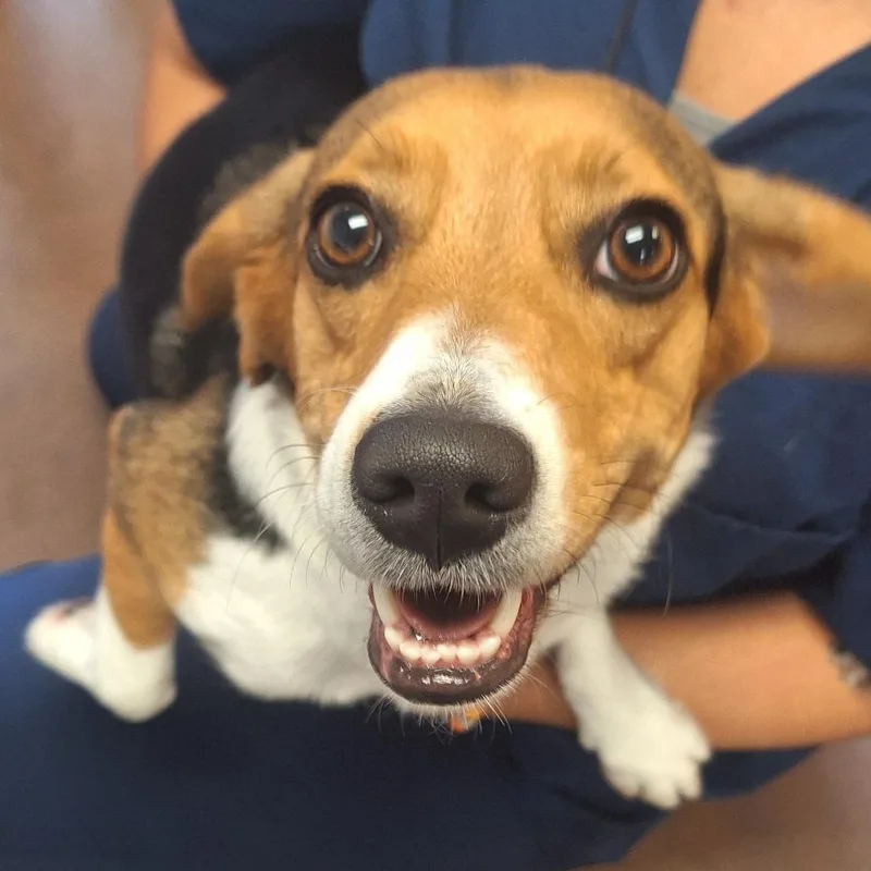 An adult small-sized female Brown / Chocolate Beagle dog named Ella for adoption in Flagstaff, AZ
