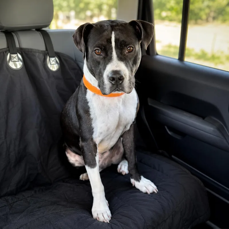 An adult medium-sized male Black American Staffordshire Terrier dog named Waylon Jennings for adoption in Houston, TX