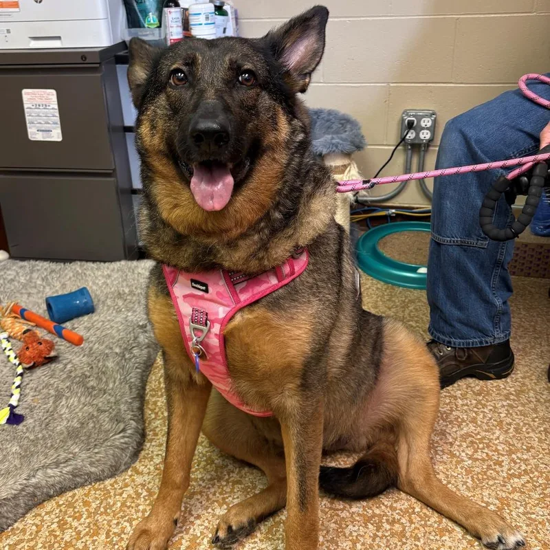 A senior large-sized female Brown / Chocolate German Shepherd Dog dog named Maple for adoption in Chehalis, WA