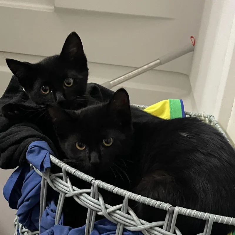 A baby small-sized male Black Domestic Short Hair cat named Purricane for adoption in South Elgin, IL