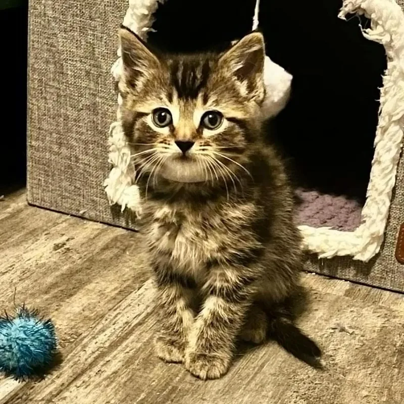 A baby small-sized male Domestic Short Hair cat named Sarge for adoption in Urbandale, IA