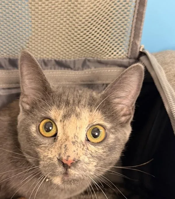 A young small-sized female Domestic Short Hair cat named Sasha Chloe for adoption in San Diego, CA