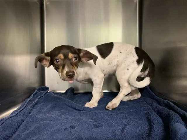 An adult small-sized female Chihuahua dog named Muffs for adoption in Grand Prairie, TX